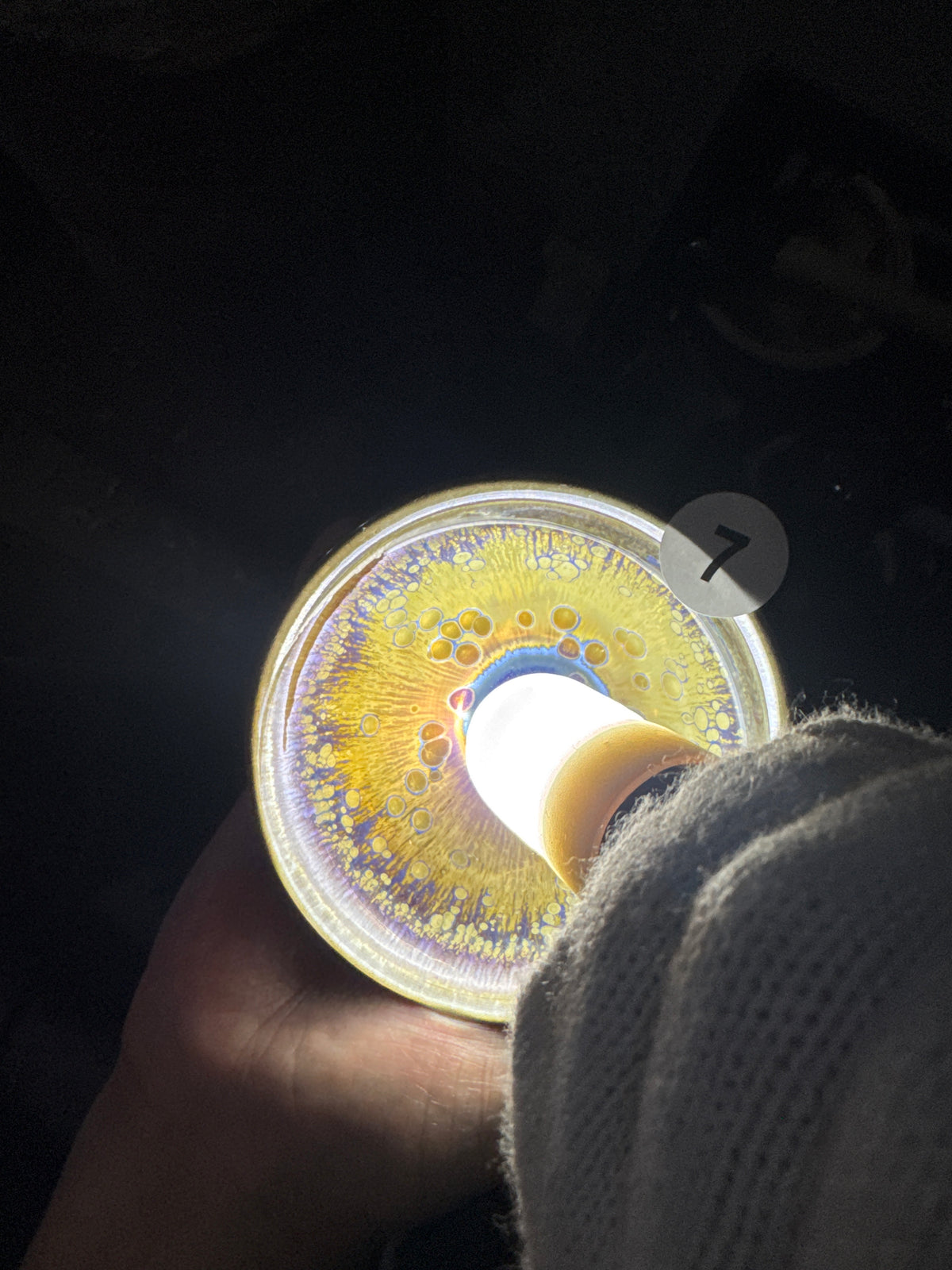 Champscurio