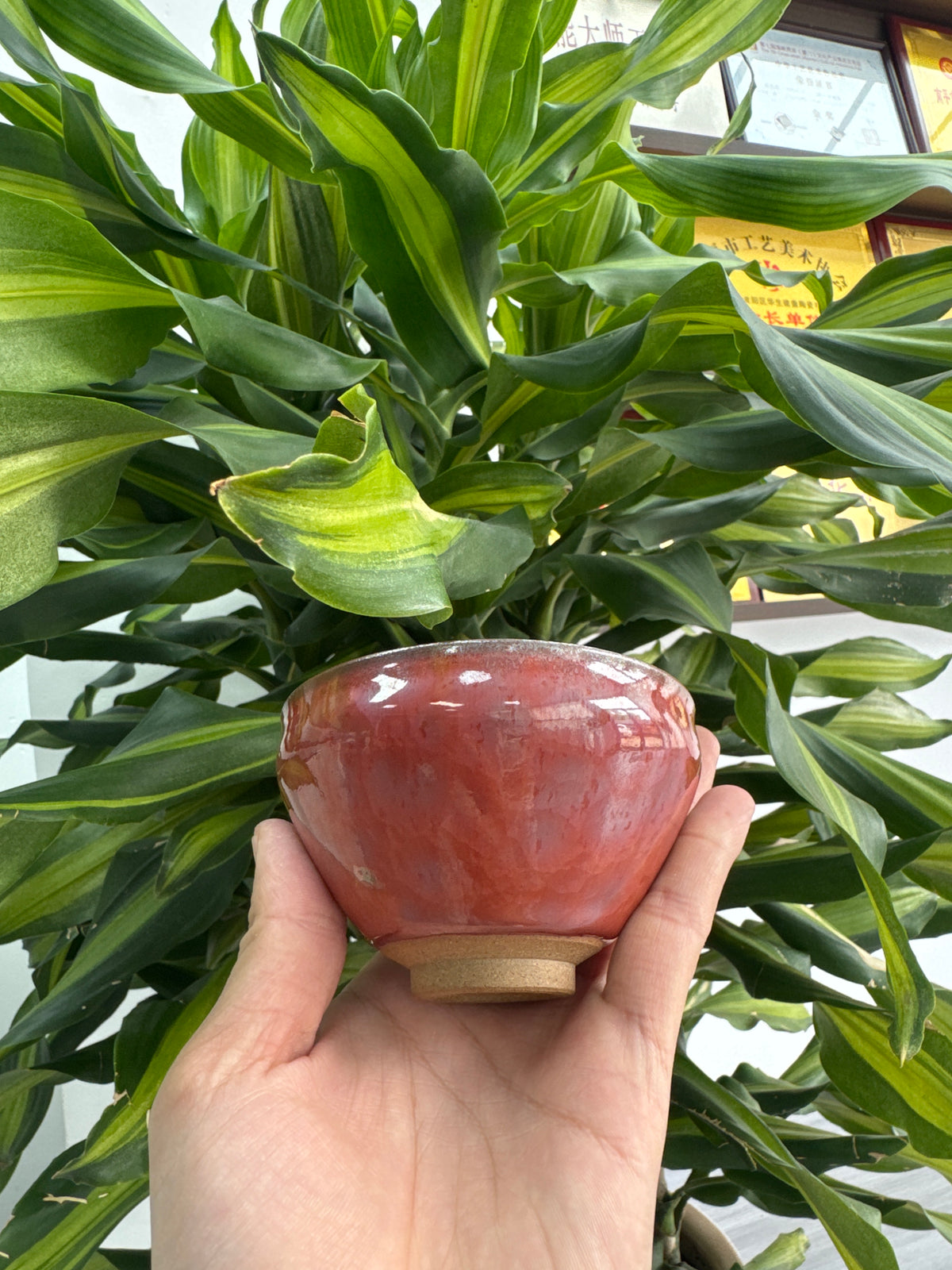Master：Liaoshesheng